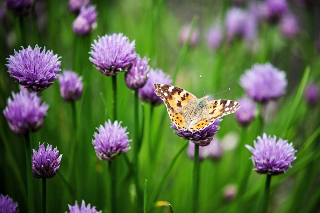 Creating a Pollinator-Friendly Garden