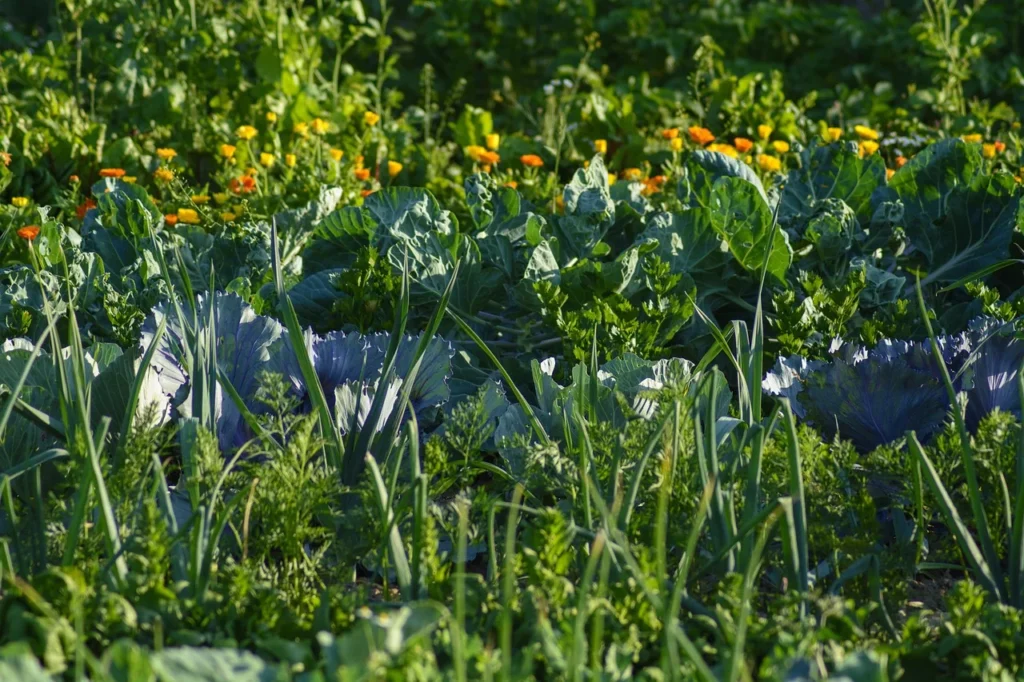 Poly culture garden