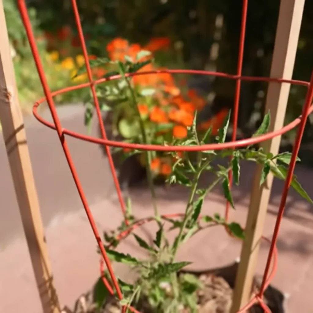 Support for tomato in container