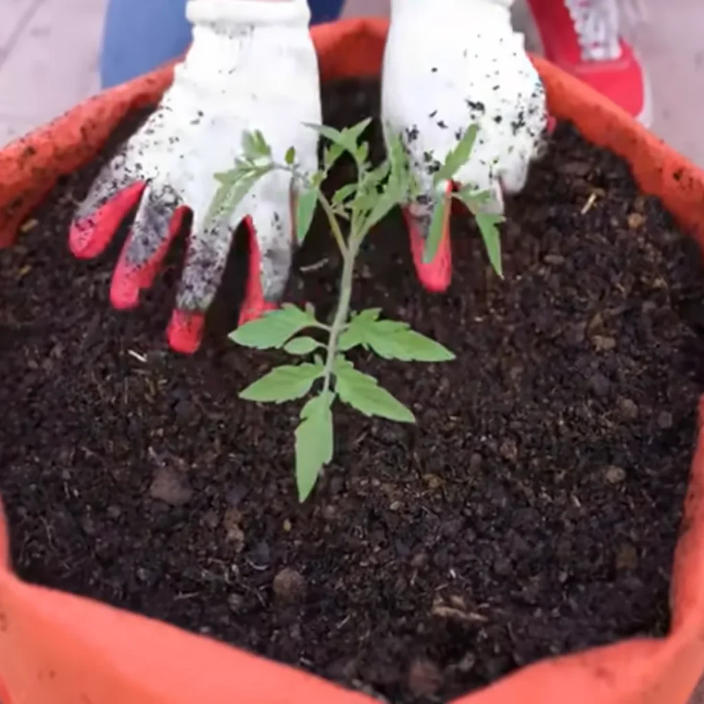 Planting Tomato Seedling