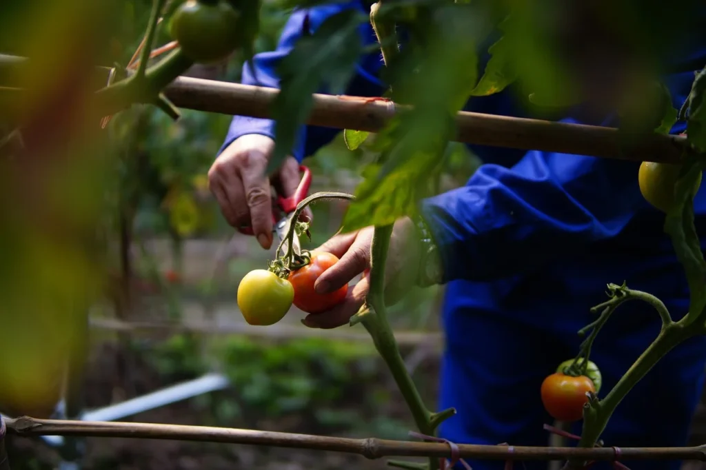 harvesting tomato