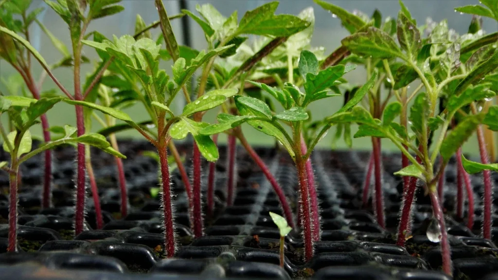 Tomato seedlings