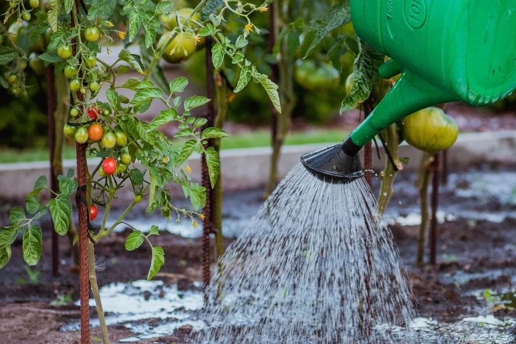 Watering tomato plants