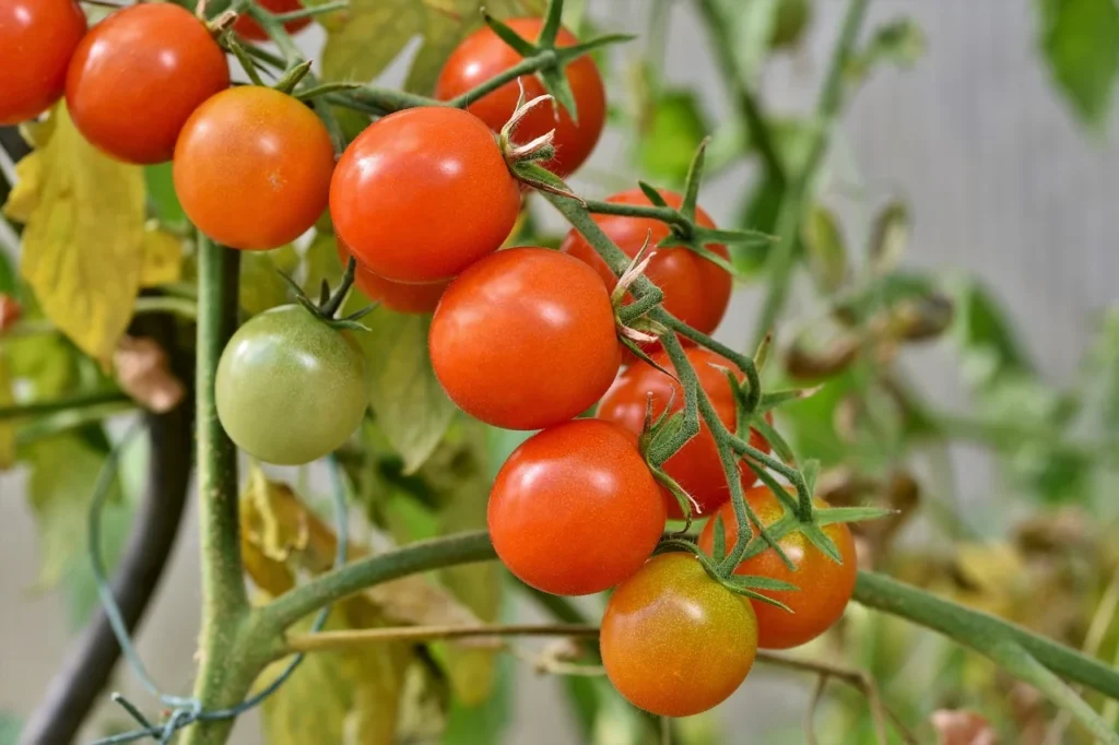 Growing Tomato