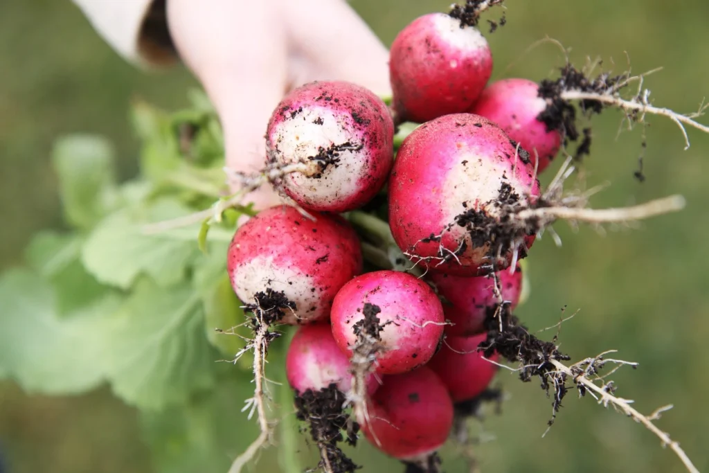 radish